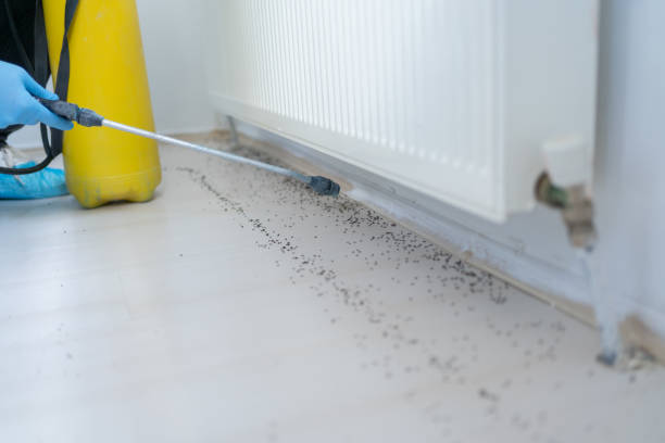 Best Flea Control Services  in Tice, FL